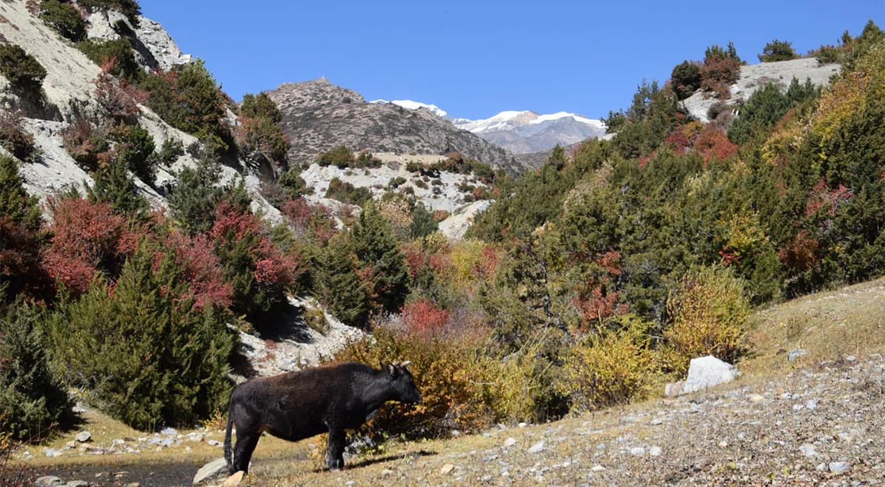 Annapurna Circuit Trek via Titi Lake and Poon Hill